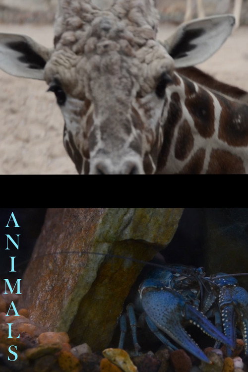 Animals poster