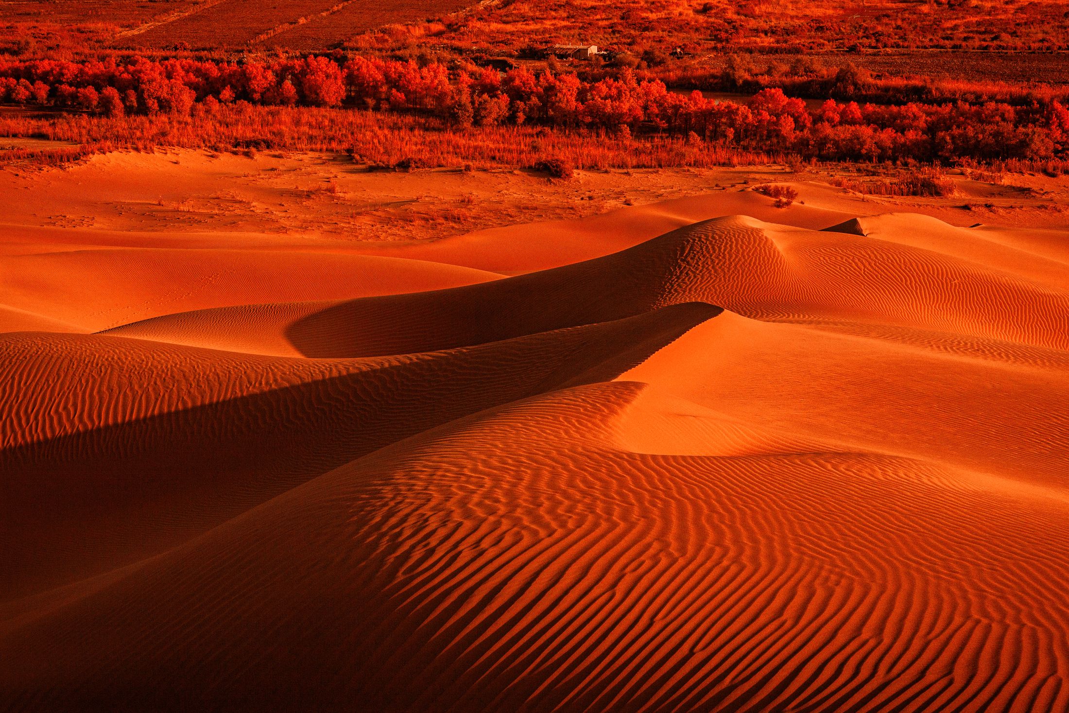 Sunlit orange dunes with intricate ripples and deep shadows.